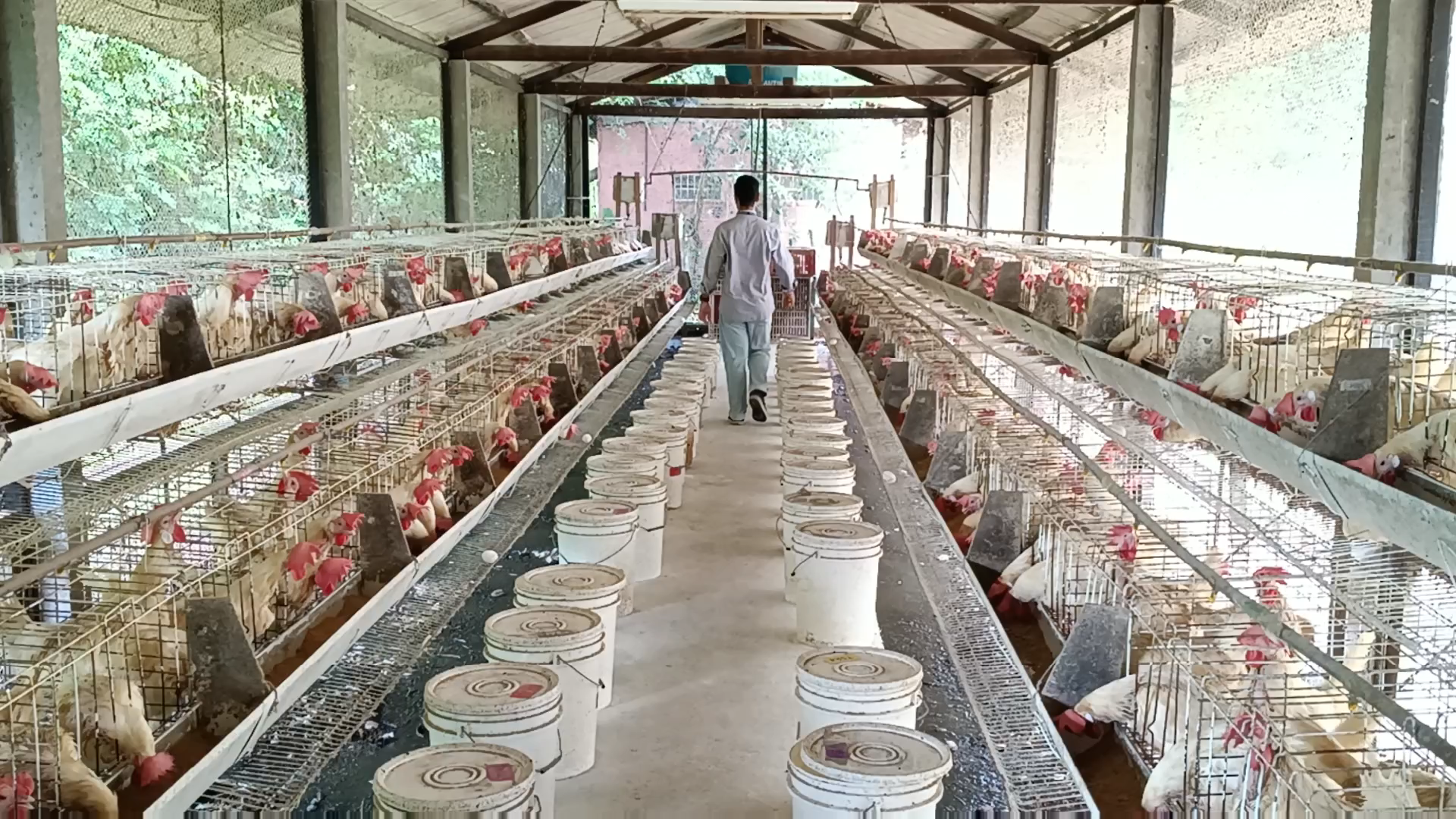 Viveiro de avicultura com galinheiras e equipamentos