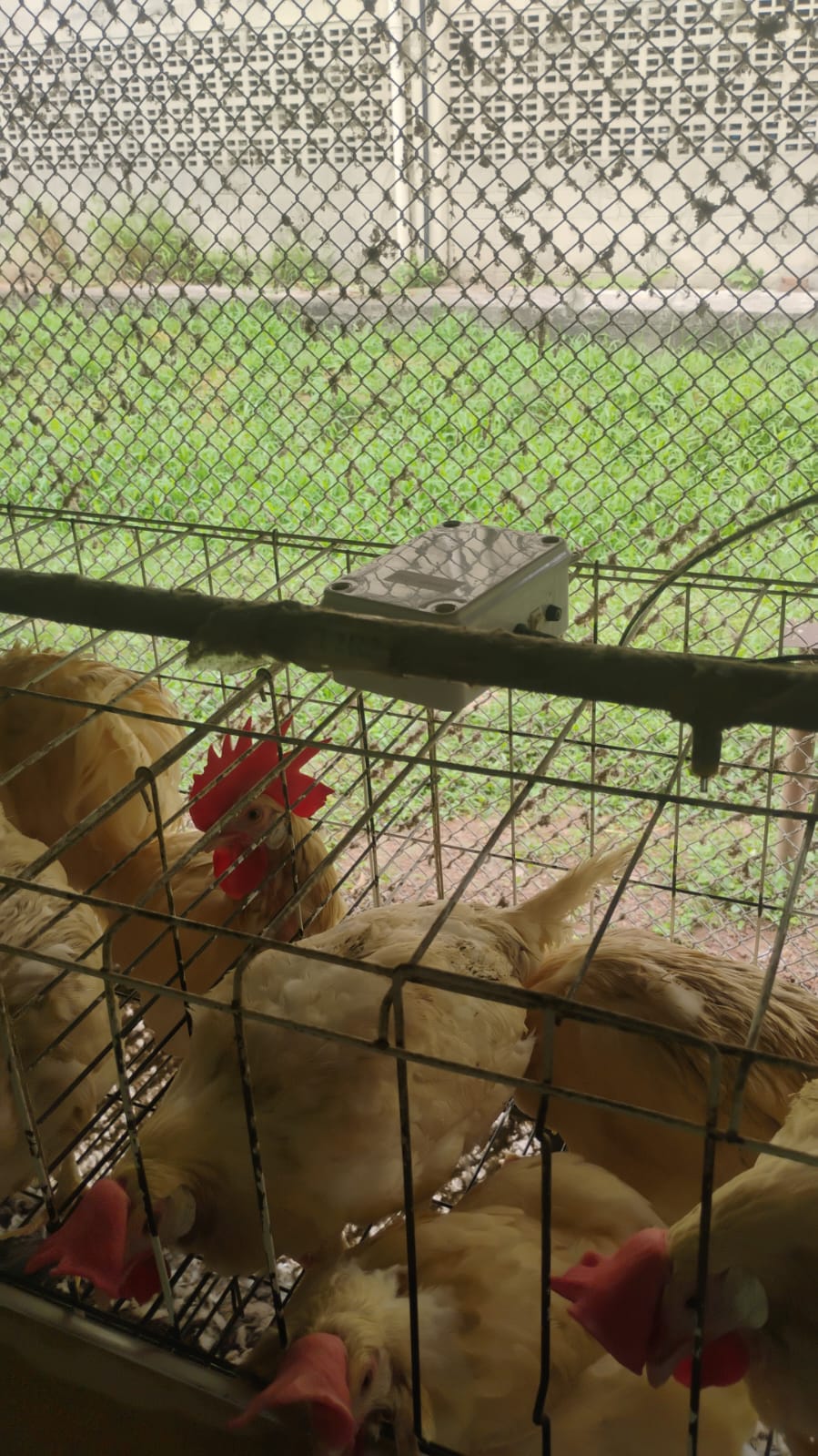 Dispositivo AviQuality instalado próximo às aves